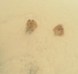 Battles in the Snow