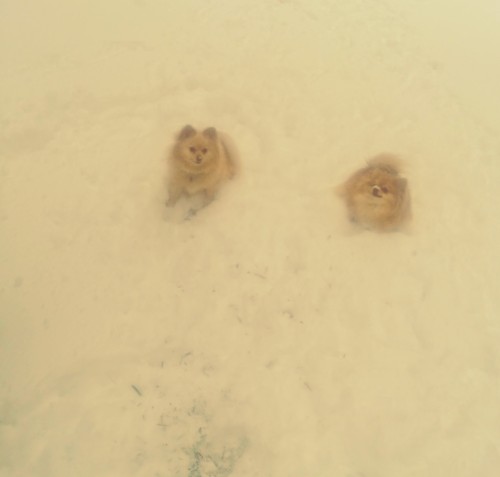 Battles in the Snow