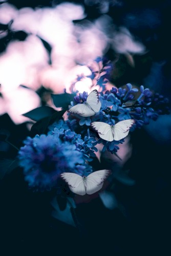 dance of spirits