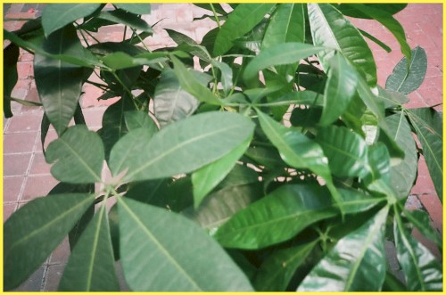 (((( House Plants ))))