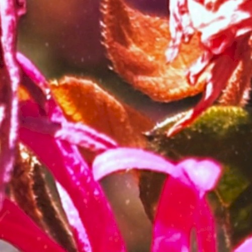 infrared orchids