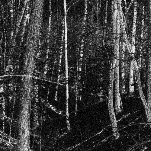 Whispering Trees