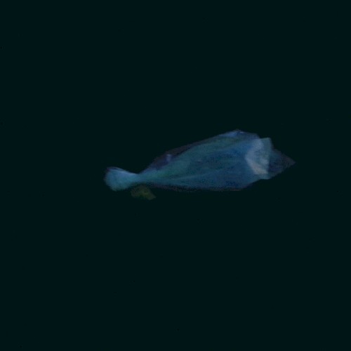 Yoake - Music from and Near the Film