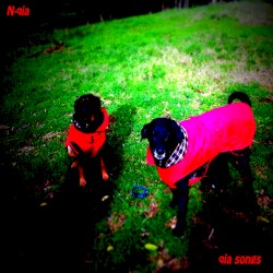 qia songs
