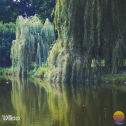 Willow