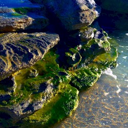 Small Tunas of the Coastal Plain