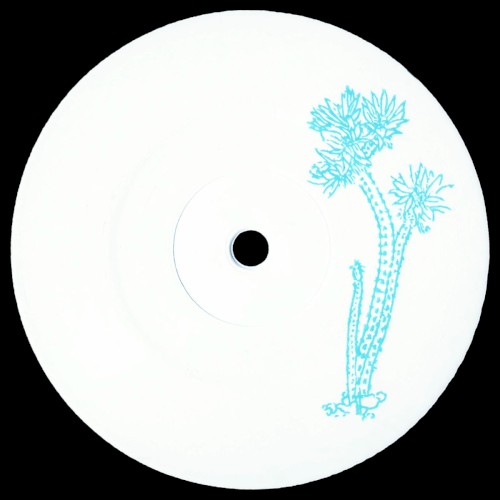 Wilcoxia poselgeri (CCTS003)