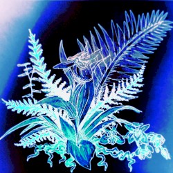 orchids (playlist version)