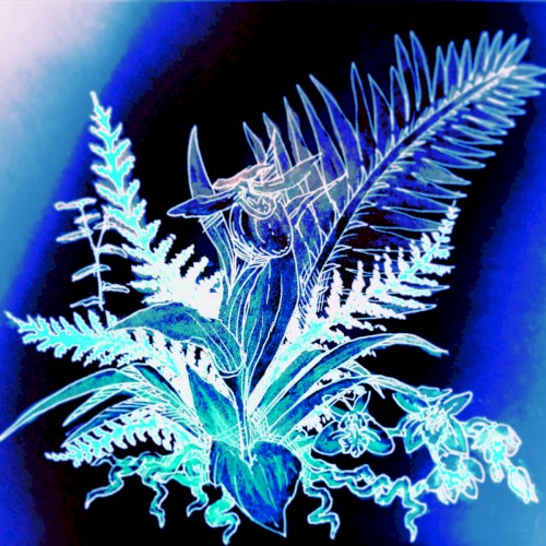 orchids (playlist version)