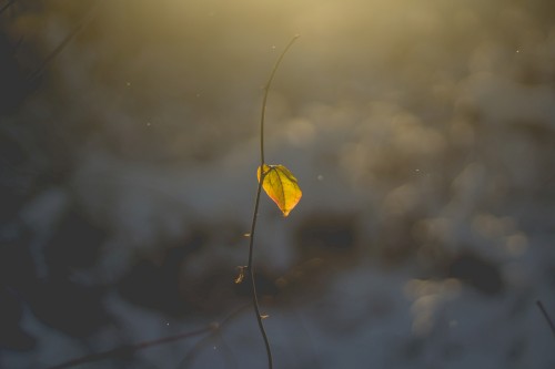 Memories Always Present