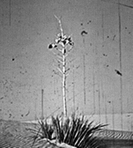 DESERT'S ZENITH