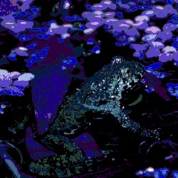 Bombina orientalis