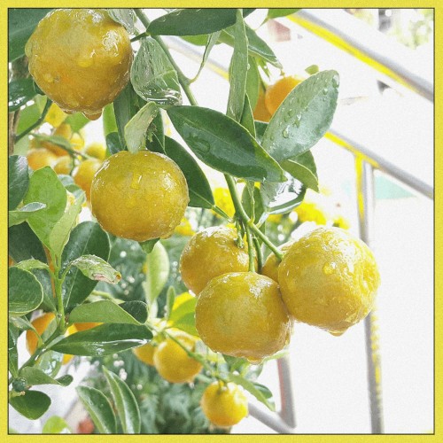 Lemonade Drink