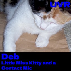 Little Miss Kitty and a Contact Mic