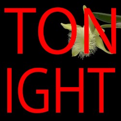 TONIGHT