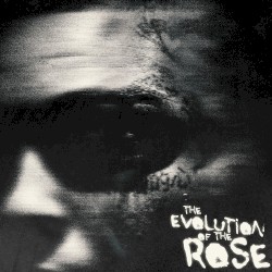 The Evolution of the Rose