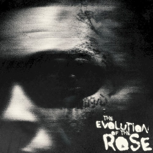 The Evolution of the Rose