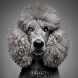 Dogma