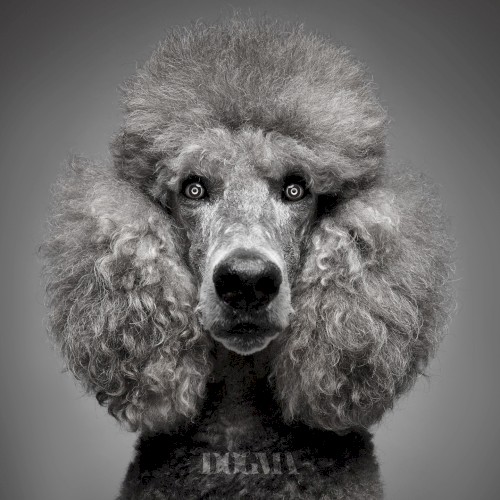 Dogma