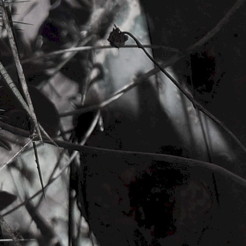 Twilight of Perception 10