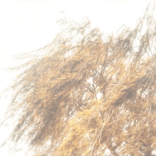 Salix