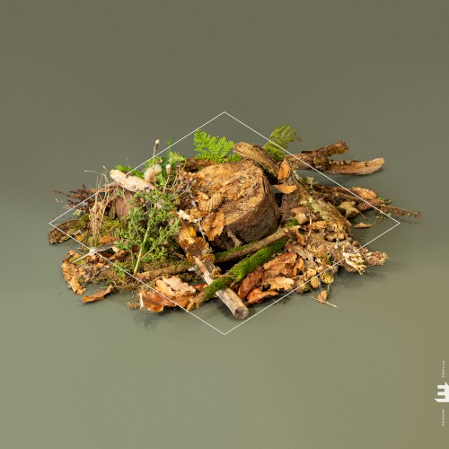 Forest Floor