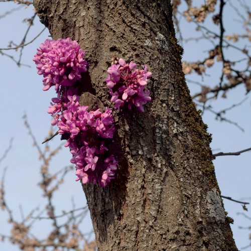 Meeting with a Judas Tree