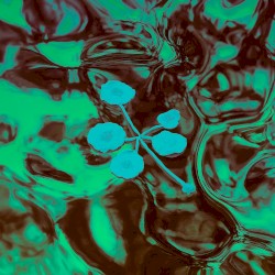 An Ever-Growing Meridional Entertainment Transgression at the Edge of the Multiverse