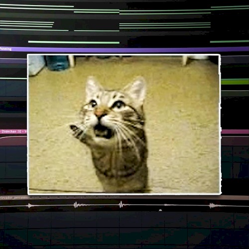 Garota Gato