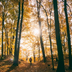 Through the Forest