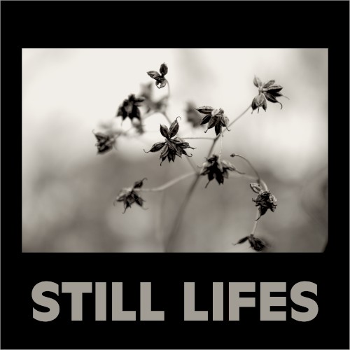 still lifes