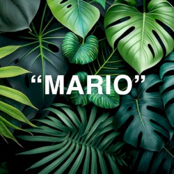 Stay High (“MARIO” edit)