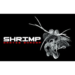 Mantis Shrimp