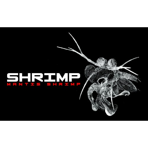 Mantis Shrimp