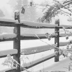 Evening With Snow