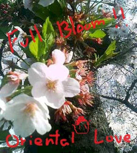 Full Bloom !!