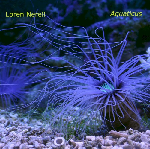 Aquaticus