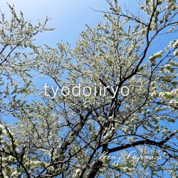 tyodoiiryo