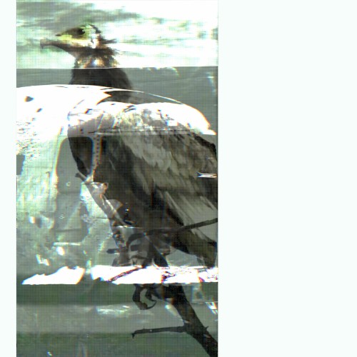 Vulture (edit)