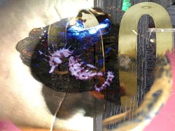 Freeroam 166 :: Real-Light Relations From the Second Meeting Which Now Achieved Near Doubleweek Transcendence XXXIV -- "the meowers"