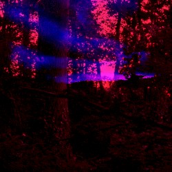 Holy Forest