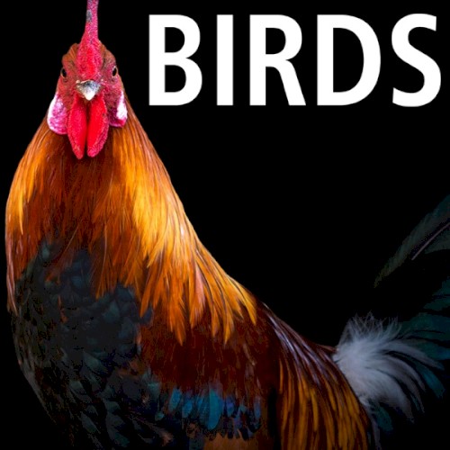Song About Birds
