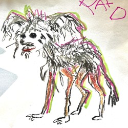 A Weird Little Dog