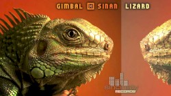 Lizard