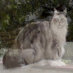 Norwegian Forest Cat / Maine Coon