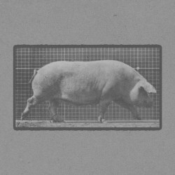 Sow Walking