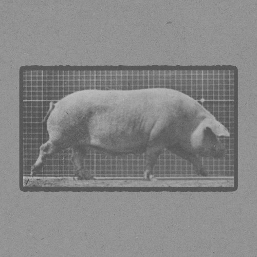 Sow Walking