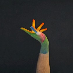 Bird of Paradise