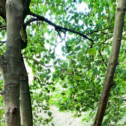(dappled) wind