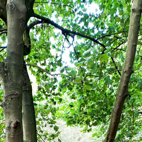 (dappled) wind
